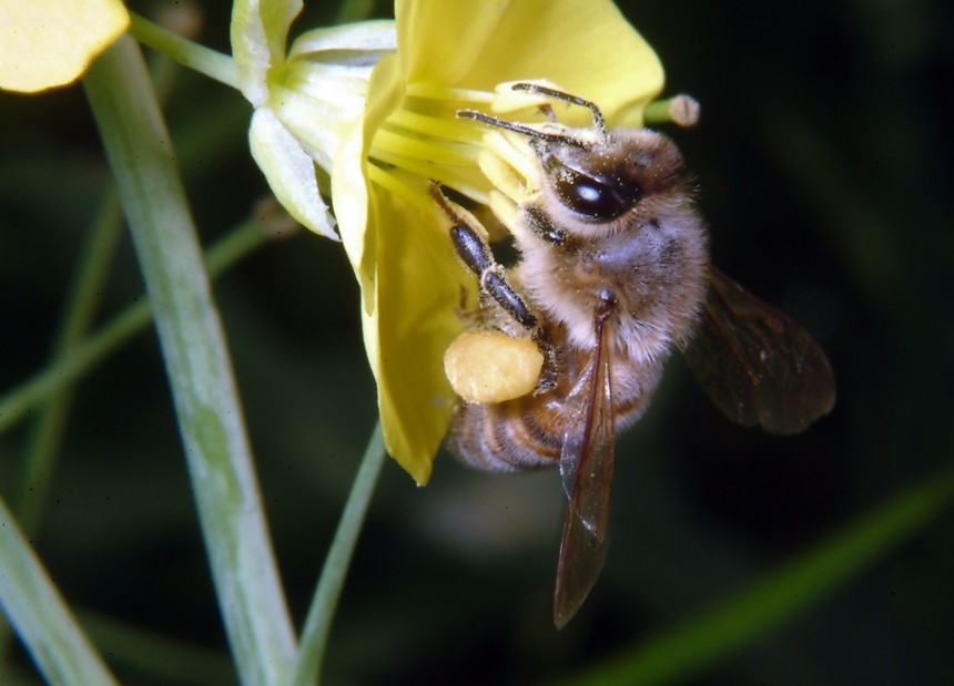 Farfalle in volo e vecchi Coprinus